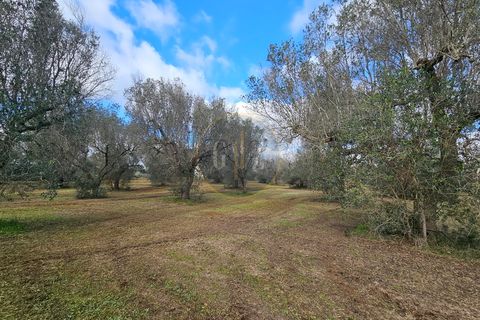 Tomt i Martano, Lecce, Martano - € 55 000 | Ref: TR002 - foto 7